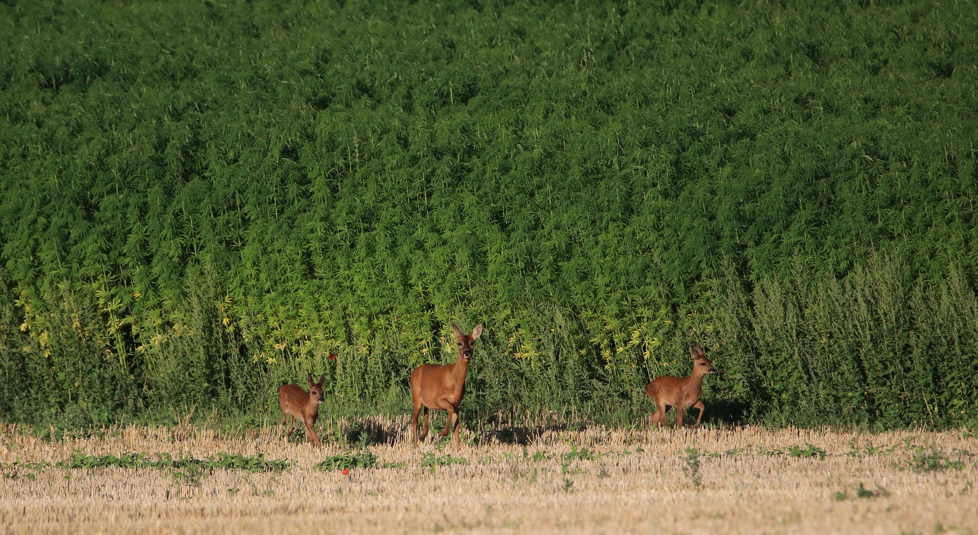 Odstraszacze saren i jeleni