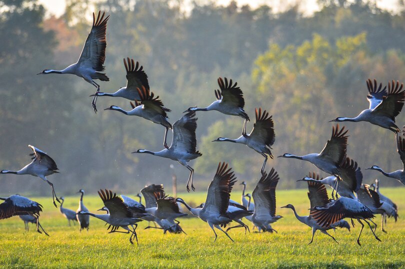 odstraszanie żurawi