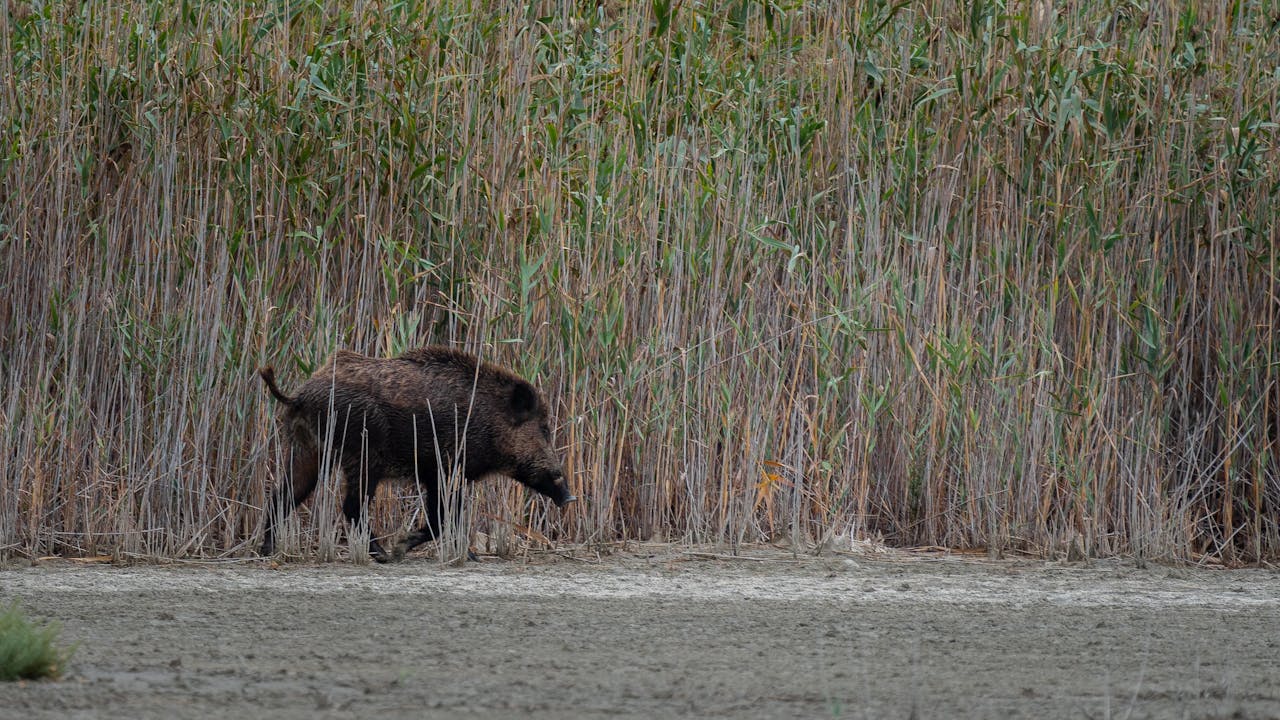 Odstraszacze na dziki w praktyce